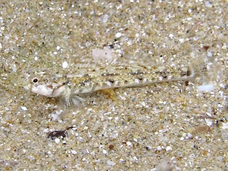 Pomatoschistus bathi